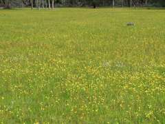 Diuris chryseopsis