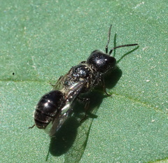 Pemphredonina