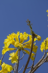 Handroanthus serratifolius