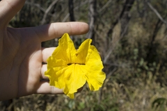 Handroanthus serratifolius
