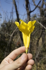 Handroanthus serratifolius