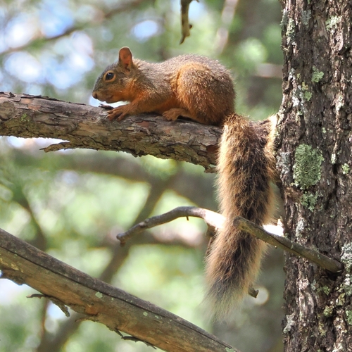 Chiricahua Fox Squirrel observed by lynjackson