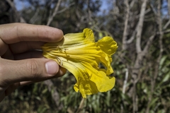 Handroanthus serratifolius
