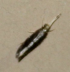Orthotrichia