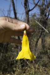 Handroanthus serratifolius