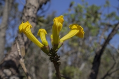 Handroanthus serratifolius