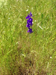 Delphinium variegatum variegatum
