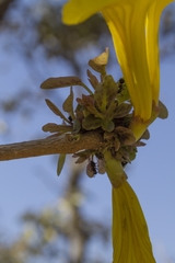 Handroanthus serratifolius