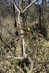 Handroanthus serratifolius