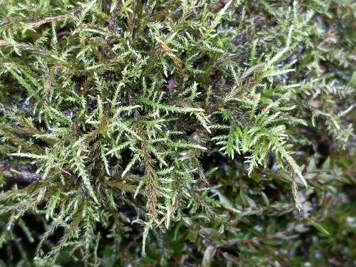 Cratoneuron filicinum observed 2026-09-28