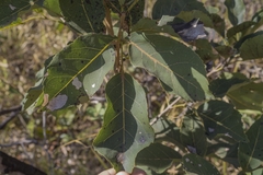 Handroanthus serratifolius