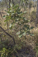 Handroanthus serratifolius