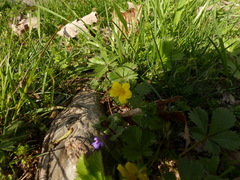 Waldsteinia fragarioides