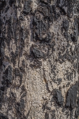 Handroanthus serratifolius