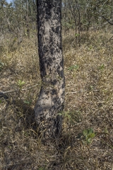 Handroanthus serratifolius
