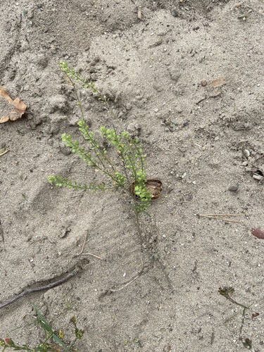 Lepidium densiflorum observed 2026-09-27
