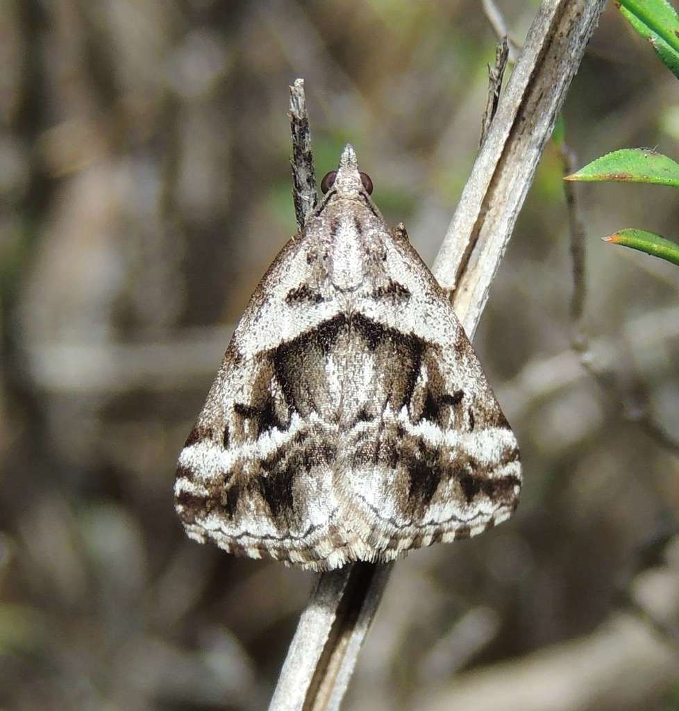 White-barred Heath Moth