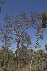 Handroanthus serratifolius
