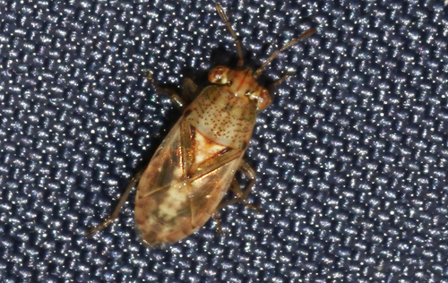 Germalus observed 2026-09-27