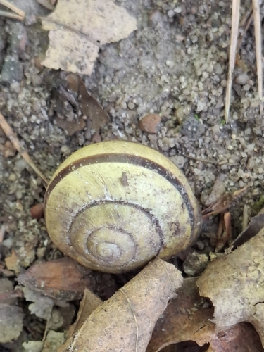 Brown-lipped Snail
