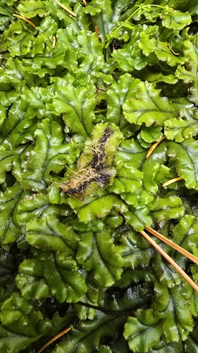 Common Liverwort