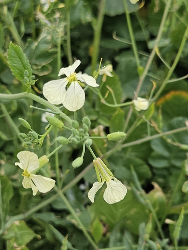 Wild radish