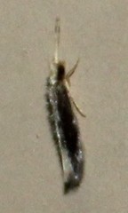 Orthotrichia
