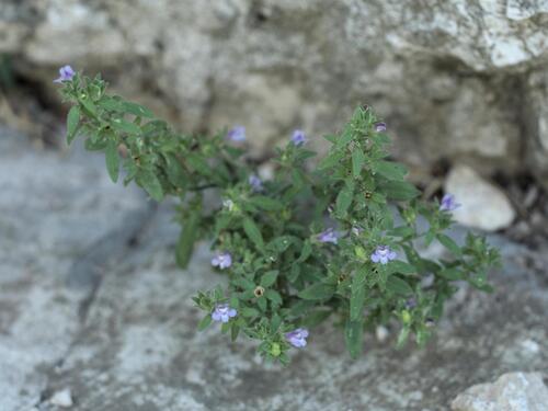 Chaenorhinum litorale