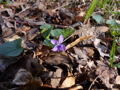 Viola cucullata
