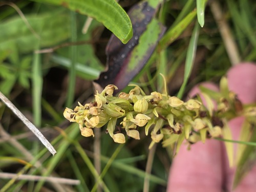 Dactylorhiza viridis, 2026-09-28
