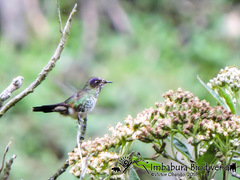 Ramphomicron microrhynchum