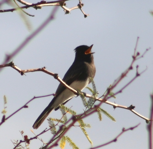 Black Phoebe