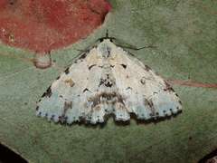 Sandava scitisignata