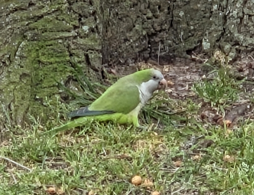 Monk Parakeet
