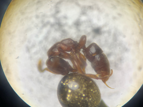 Hypoponera eduardi