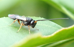 Braconidae