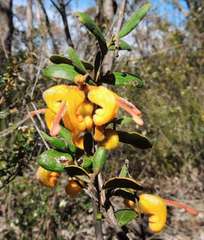 Grevillea chrysophaea