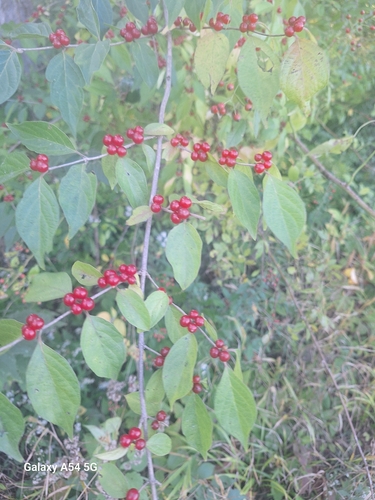 Amur honeysuckle