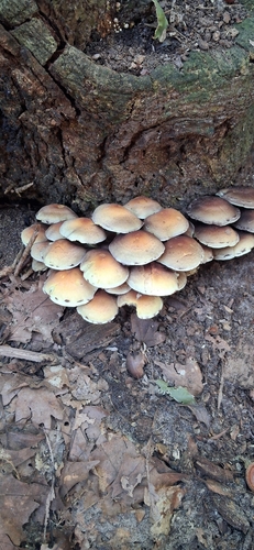 Sulphur Tuft