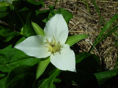 Trillium camschatcense