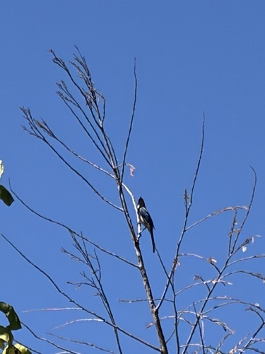 California Scrub-Jay