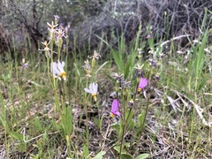 Primula pauciflora pauciflora
