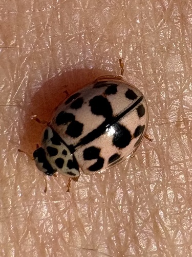 Poplar Ladybird Beetle
