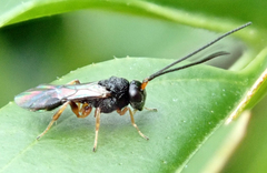 Braconidae