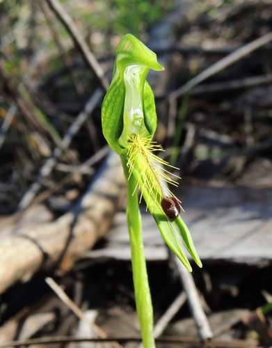 Image of Pterostylis plumosa by (c) Cathy Powers, some rights reserved (CC BY)