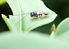 Braconidae
