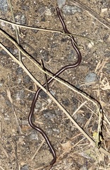 Rena humilis humilis