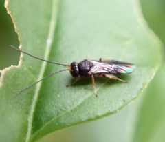 Braconidae