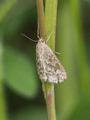 Evergestis frumentalis