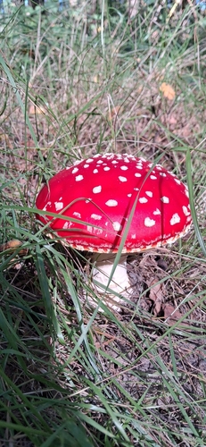 Fly Agaric